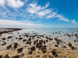 Fototapeta na wymiar The Stromatolites in the Area of Shark Bay, Western Australia. Australasia