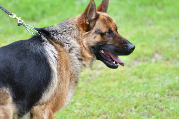 Dog breed German Shepherd