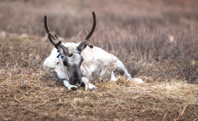 Cute baby reindeer snoozing in northern Mongolia.