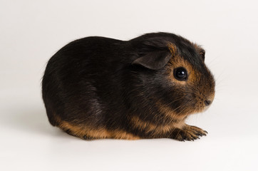 Guinea Pig