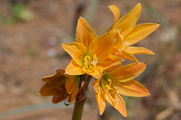 Obraz premium Añañuca del desierto florido 2017, desierto de Atacama, Chile.