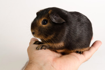 Guinea Pig