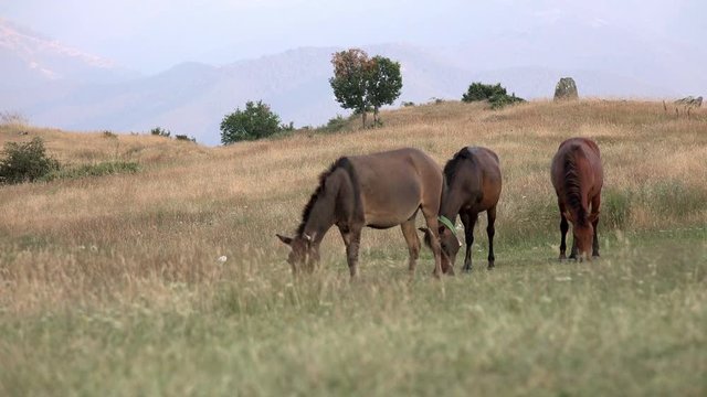Wild horses grazing at grass meadow on high mountain altitude