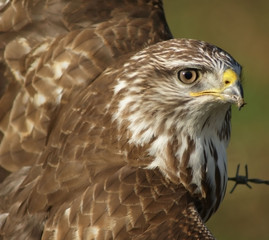 Buse variable