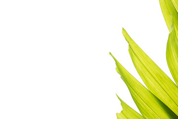 Isolated sealing wax palm (Cyrtostachys renda) leaves white background