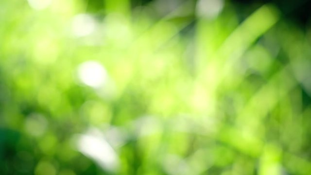 Beautiful abstract out of focus. green nature background, Sun shine though the green leafs. moving boke