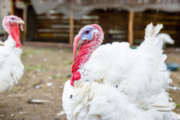 Turkey on a farm , breeding turkeys. White turkey portrait. Flock of Turkeys at the farm. Pasture raised turkey on a farm.