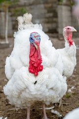 Turkey on a farm , breeding turkeys. White turkey portrait. Flock of Turkeys at the farm. Pasture raised turkey on a farm.