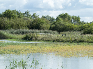 Marais et verdure