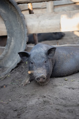 Fototapeta premium A little black pig is lying on the ground in a pigsty
