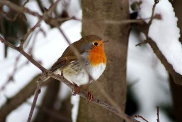 rouge gorge