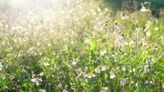 Beautiful abstract green nature flower background, Sun shine though the green leafs. moving boke background at sunset