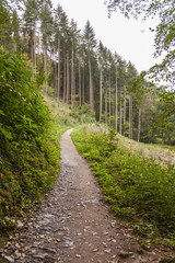 Fototapeta na wymiar forest trail clearing trees