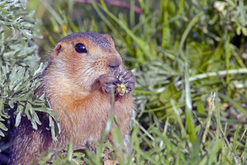 cute little gopher sitting on a green meadow