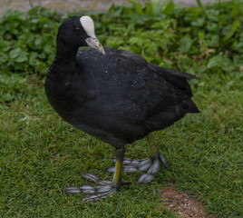 American coot with scales on feet