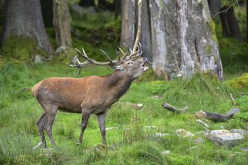 HIRSCHBRUNFT - Rothirsch im Nationalpark Bay.Wald