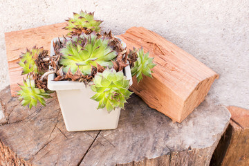 Cactus and wood trunks.