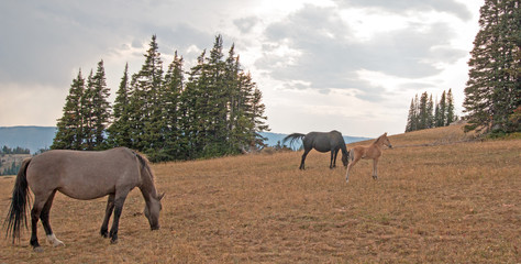 Wild Horses - Small herd (band) with baby foal colt grazing at sunset on Sykes Ridge in the Pryor Mountains Wild Horse Range in Montana United States