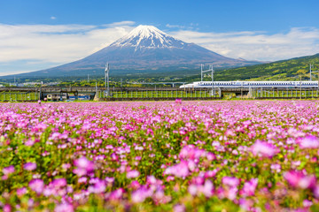 Fototapeta premium Shinkansen na górze Fuji i Shibazakura, Shizuoka