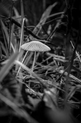 détail champignon sur souche d'arbre en forêt 