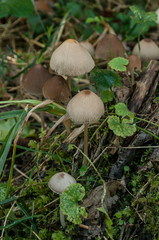 détail champignons  en forêt 