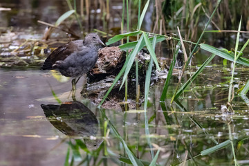 Juvenile moorhen duckling standing on branches with reflection in still, calm lake