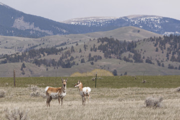 Pregnant Antelope