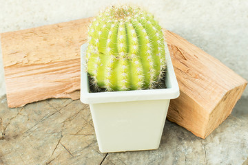 pot with cactus.