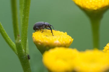 Strawberry blossom weevil - Anthonomus rubi