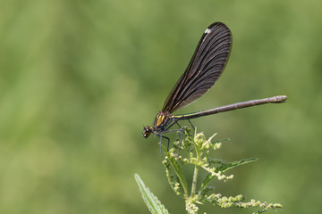 Beautiful demoiselle female - Calopteryx virgo