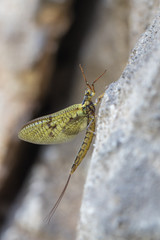 Mayfly - Ephemera danica