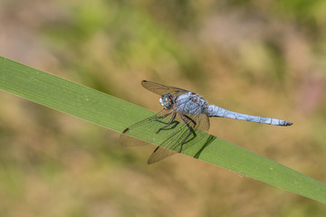 Southern skimmer male - Orthetrum brunneum