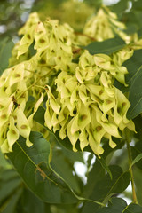 Ailanthus altissima