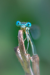 Male Blue featherleg - Platycnemis pennipes