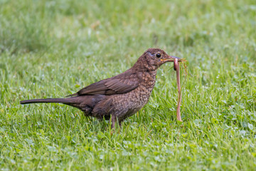 Juvenile blackbird - Turdus merula