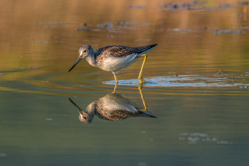 Common greenshank - Tringa nebularia