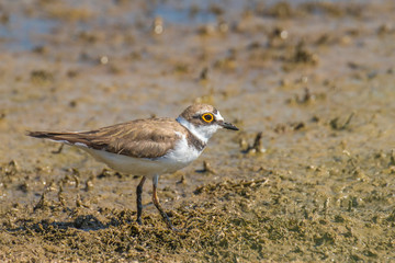 Little Ringed Plover Juvenile - Charadrius dubius