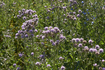 Fototapeta premium Cirsium arvense