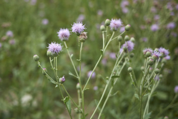 Obraz premium Cirsium arvense