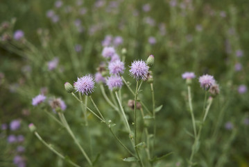 Cirsium arvense