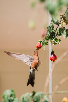 Hummingbird in flight sucking a juicy flower