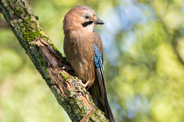 Garrulus glandarius on a branch