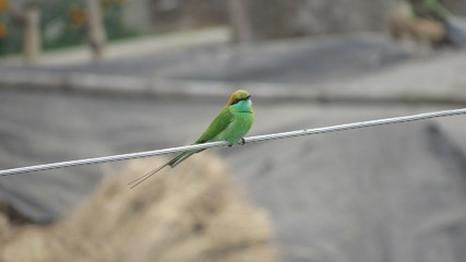 green little bird sitting on electric wire singing