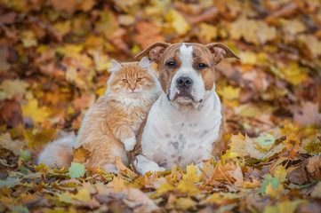 Cat and dog in the leaves in autumn