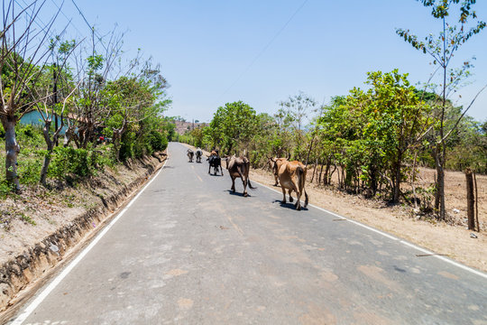 Cows on a road near Chalatenango, El Salvador