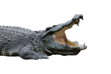 crocodile isolated on white background