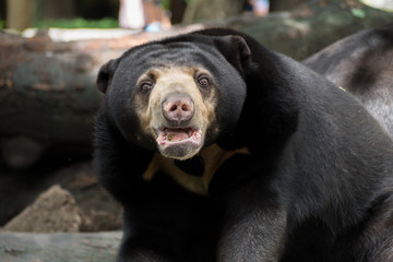 close - up of a black bear