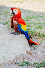 Scarlet macaw (Ara macao), national bird of Hinduras, sits at ruin in the archaeological park Copan, Honduras