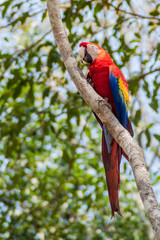 Scarlet macaw (Ara macao), national bird of Honduras, sits at the tree in the archaeological park Copan, Honduras