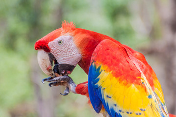 Scarlet macaw (Ara macao), national bird of Hinduras, eats at feeder near the archaeological park...